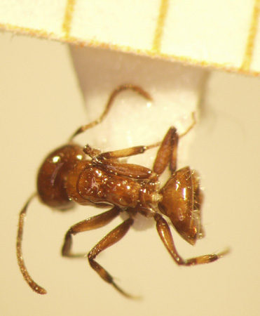 Camponotus 49 dorsal