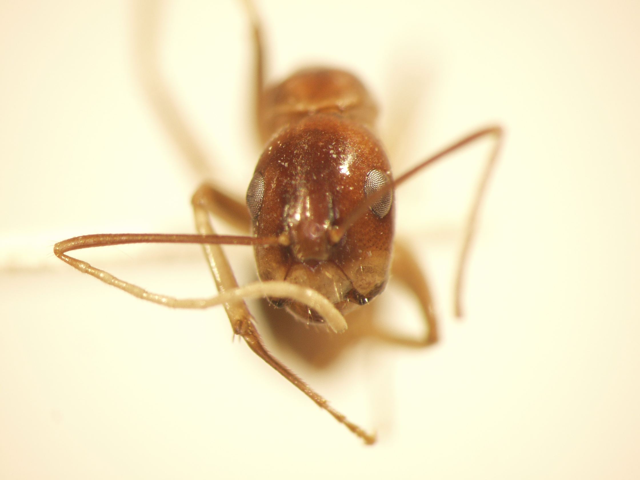 Camponotus 5 frontal