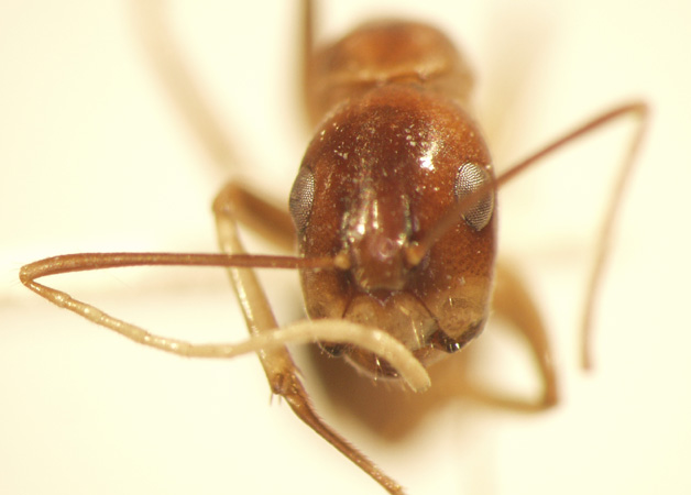 Camponotus 5 frontal