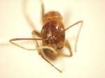 Camponotus 5 frontal