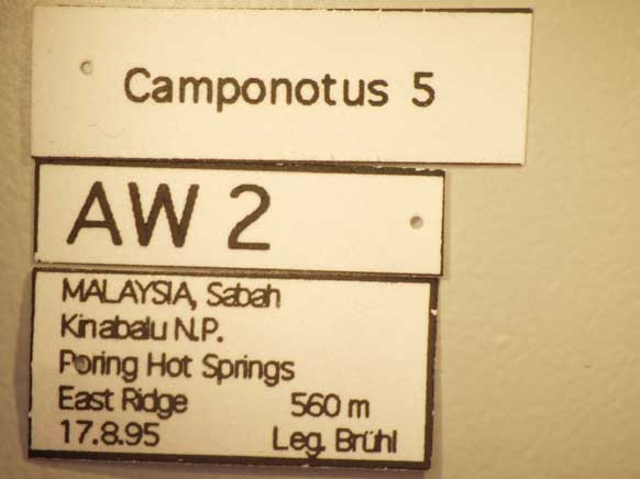 Camponotus 5 Label