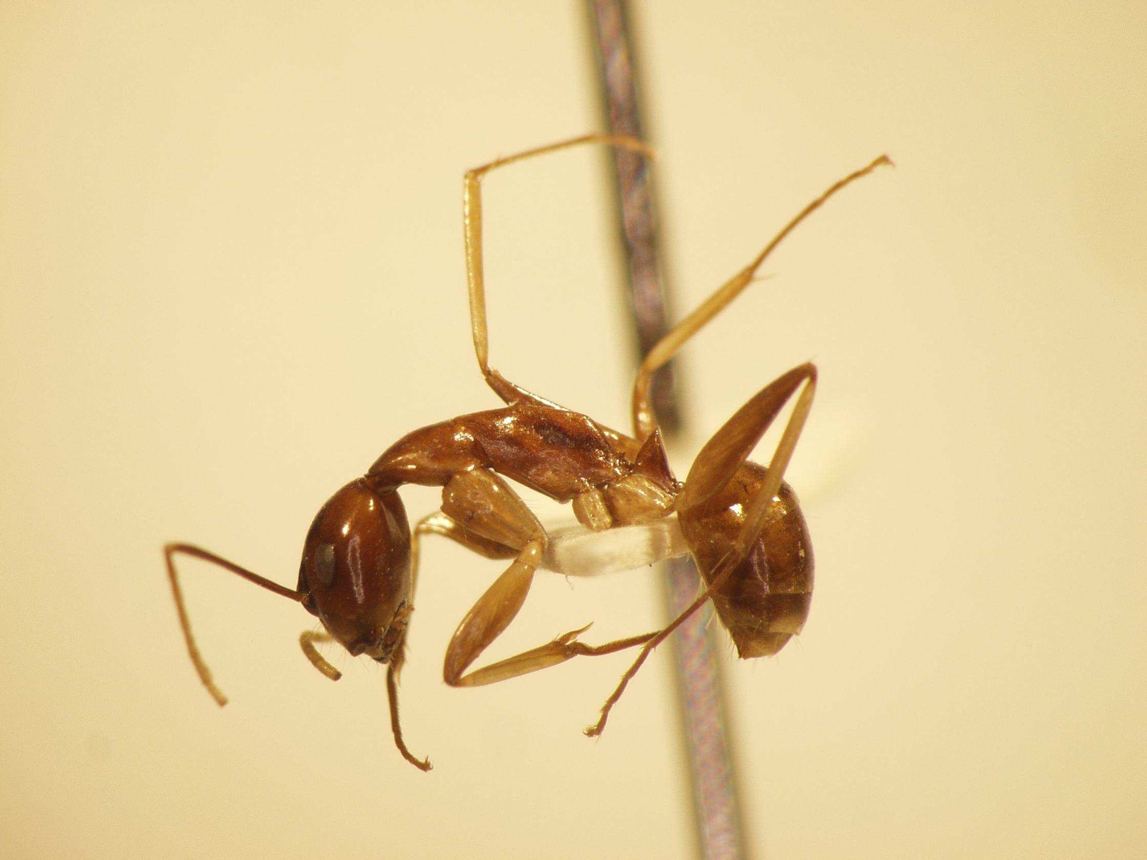 Camponotus 5 lateral