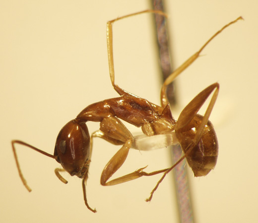 Camponotus 5 lateral