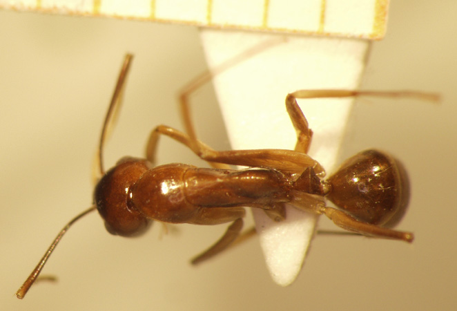 Camponotus 5 dorsal