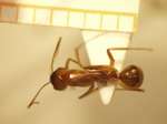 Camponotus 5 dorsal