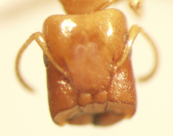 Camponotus 50 frontal