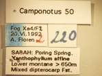 Camponotus 50 Label