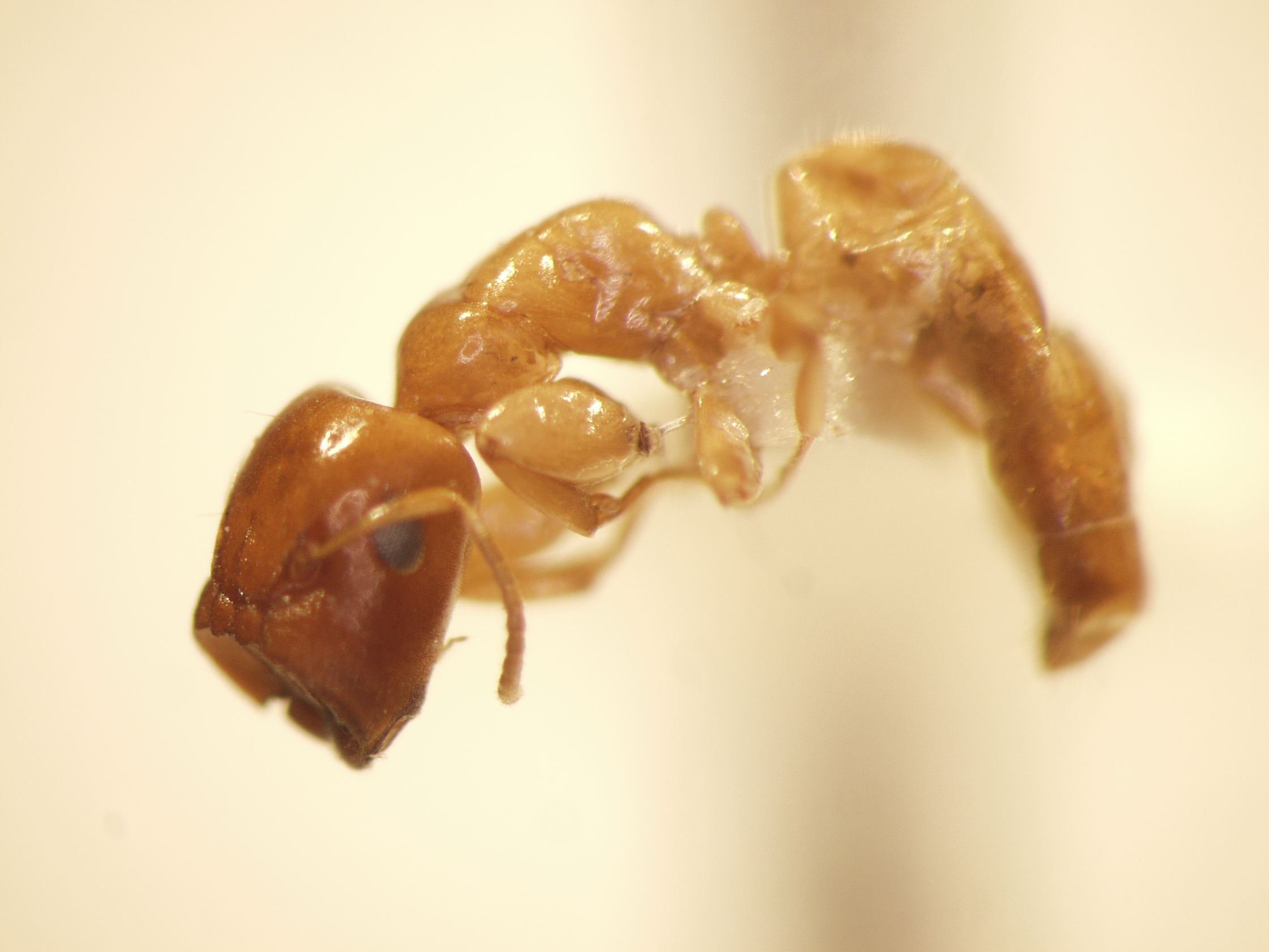 Camponotus 50 lateral