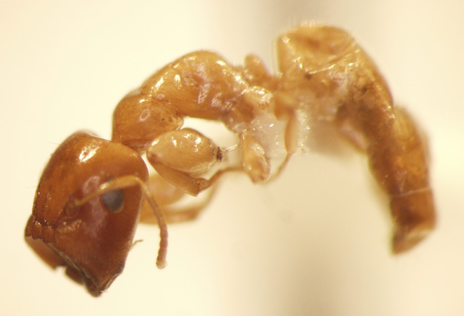 Camponotus 50 lateral