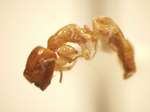 Camponotus 50 lateral