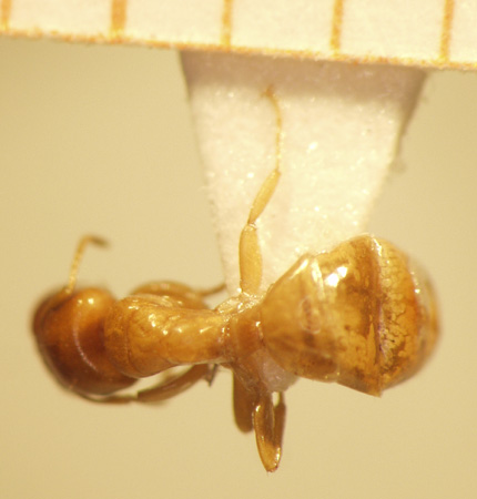 Camponotus 50 dorsal