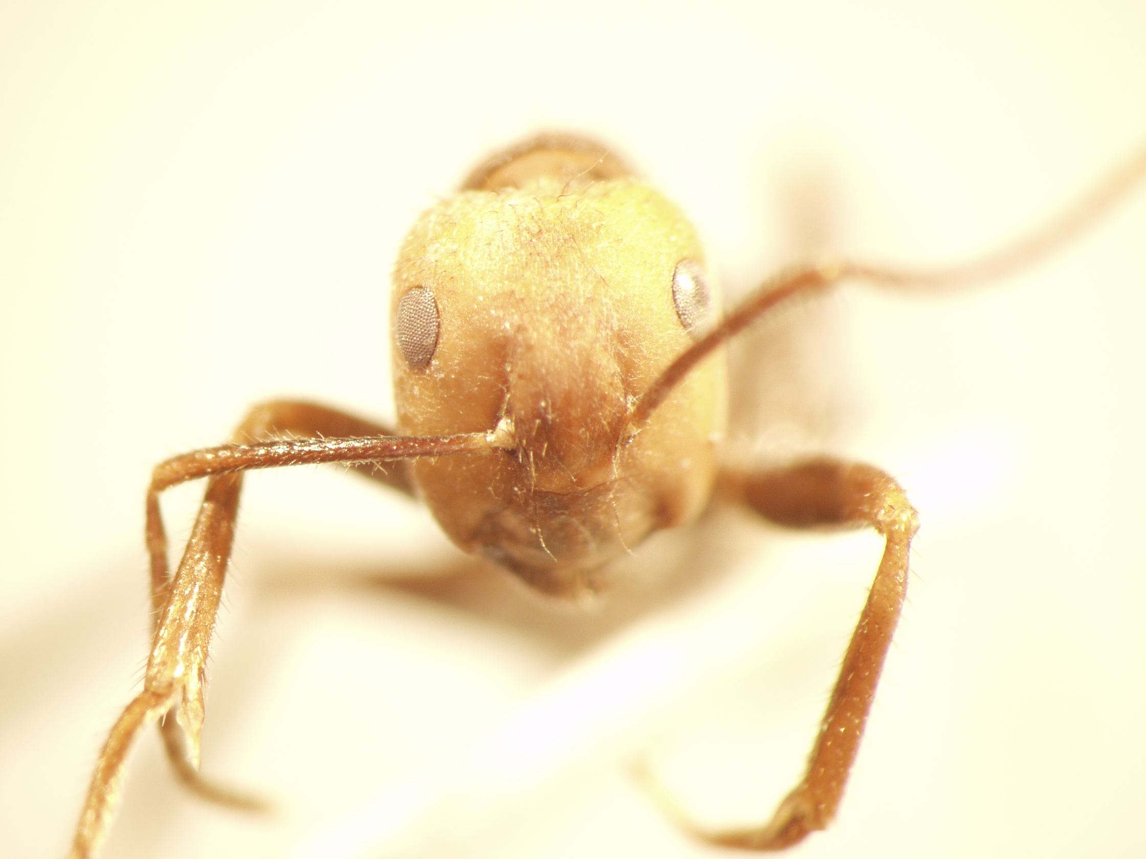 Camponotus 51 frontal