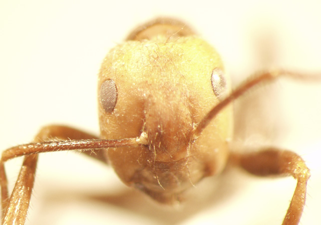 Camponotus 51 frontal