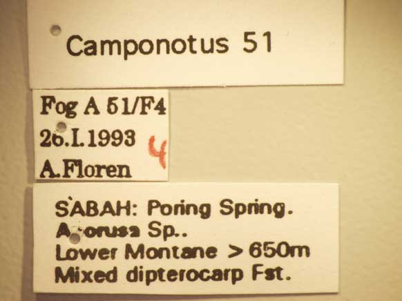 Camponotus 51 Label