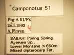 Camponotus 51 Label