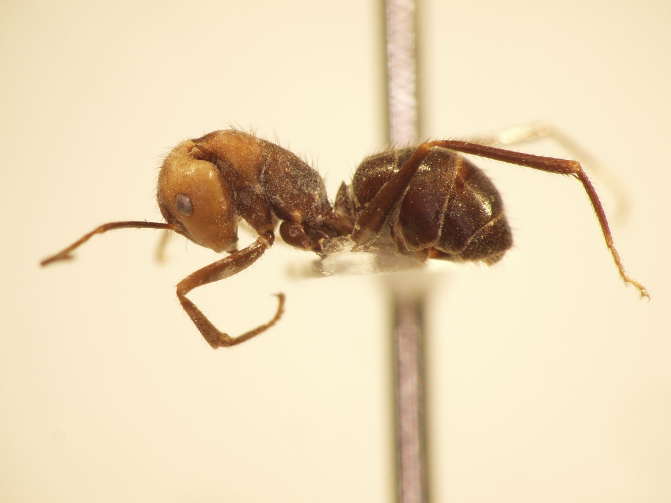 Camponotus 51 lateral