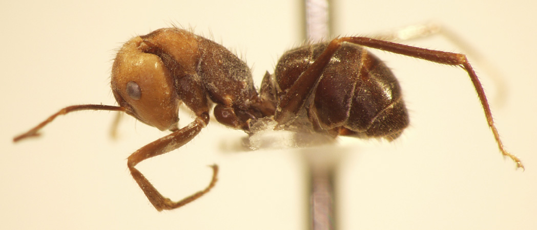 Camponotus 51 lateral