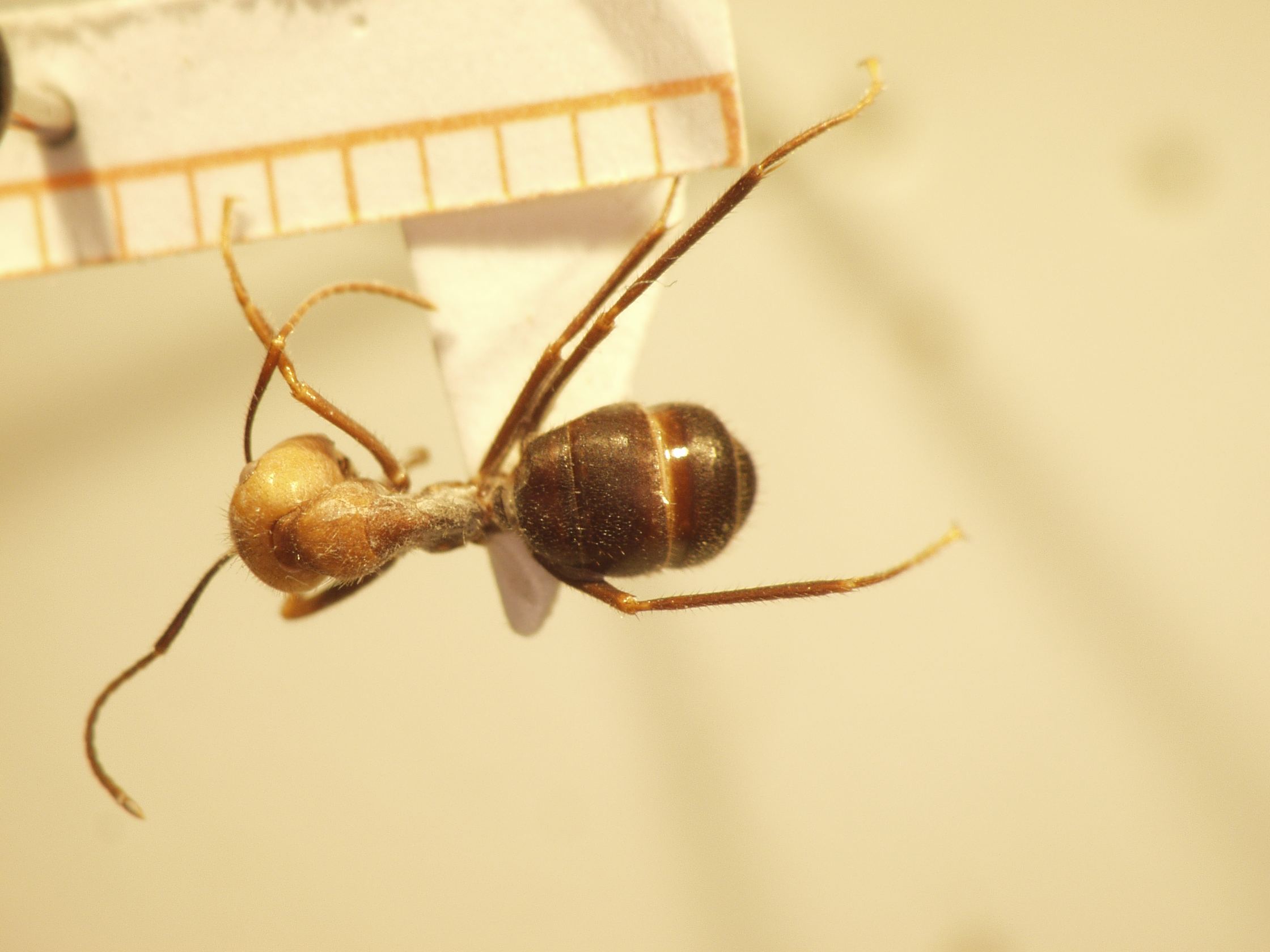 Camponotus 51 dorsal