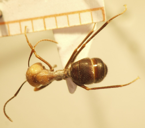 Camponotus 51 dorsal