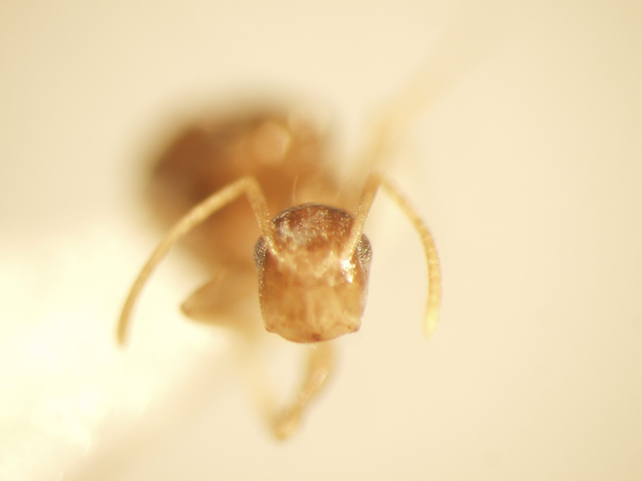 Camponotus 52 frontal