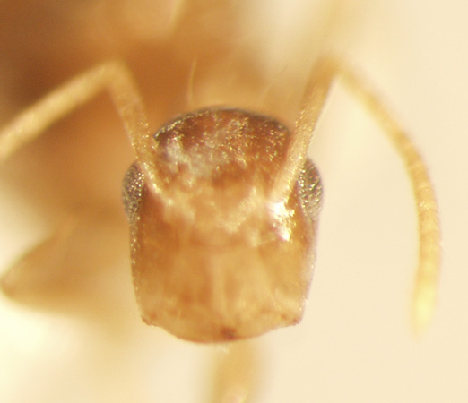 Camponotus 52 frontal