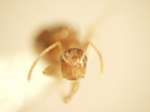 Camponotus 52 frontal