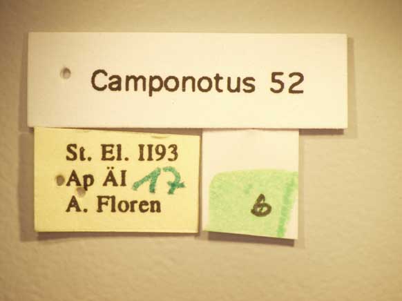 Camponotus 52 Label