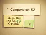 Camponotus 52 Label