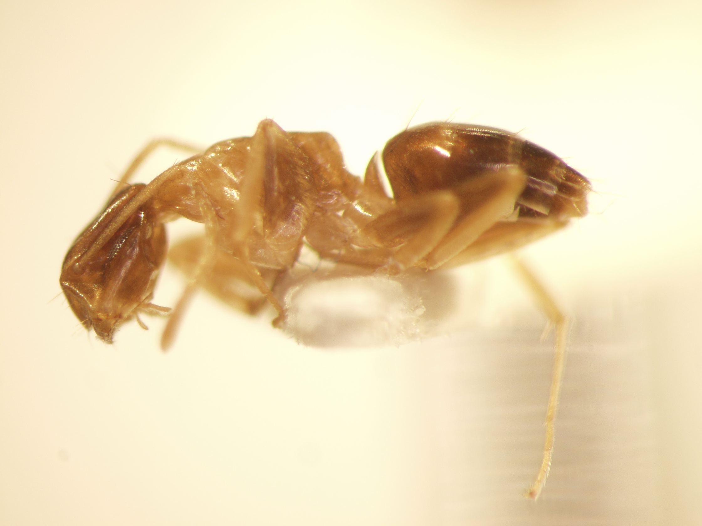 Camponotus 52 lateral