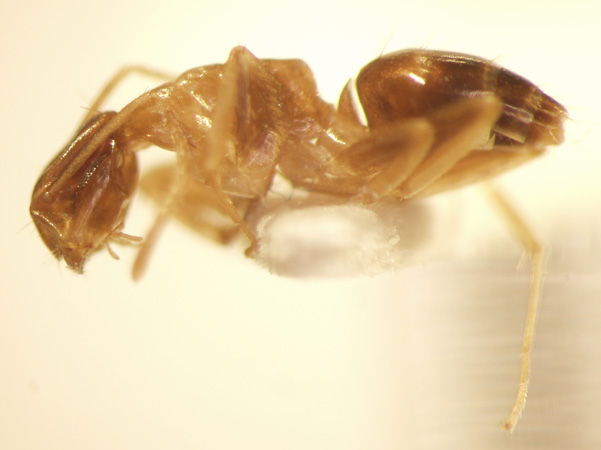 Camponotus 52 lateral