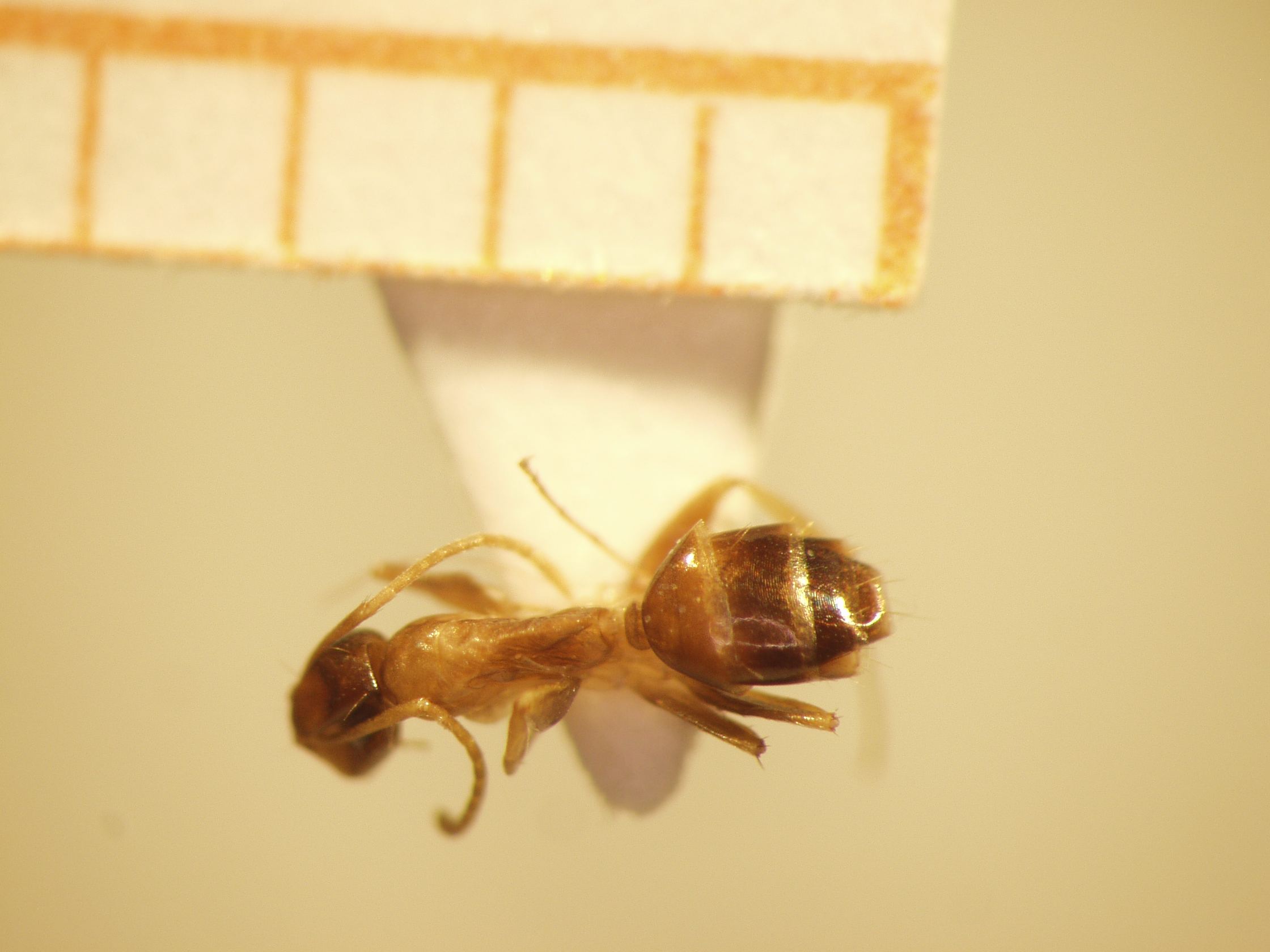 Camponotus 52 dorsal