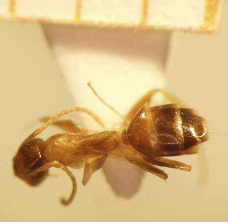 Camponotus 52 dorsal