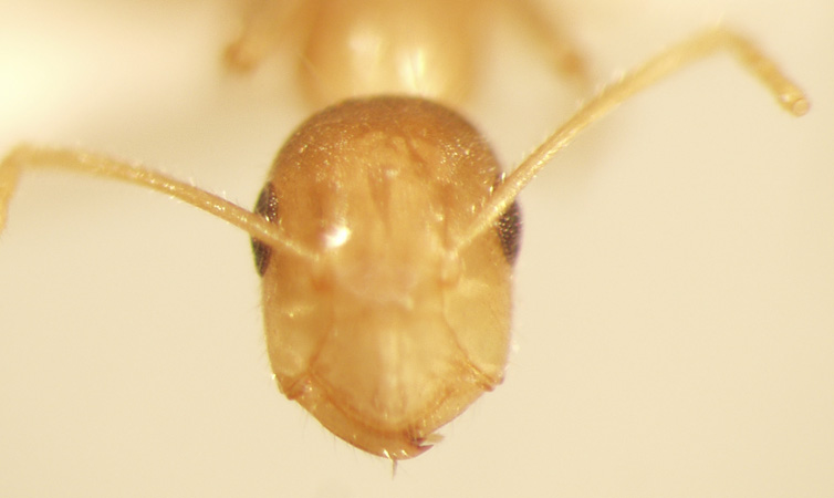 Camponotus 53 frontal