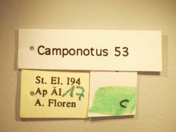 Camponotus 53 Label