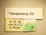 Camponotus 53 Label