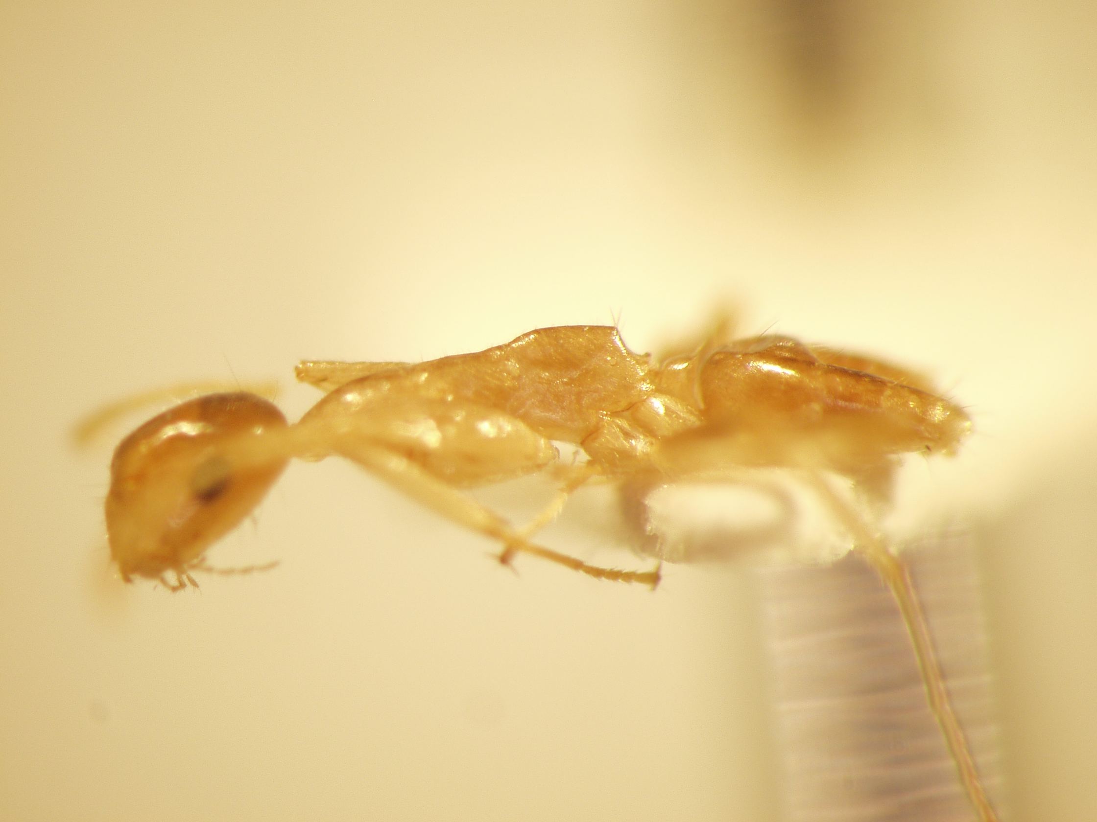 Camponotus 53 lateral