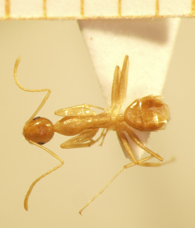 Camponotus 53 dorsal