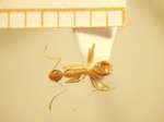 Camponotus 53 dorsal