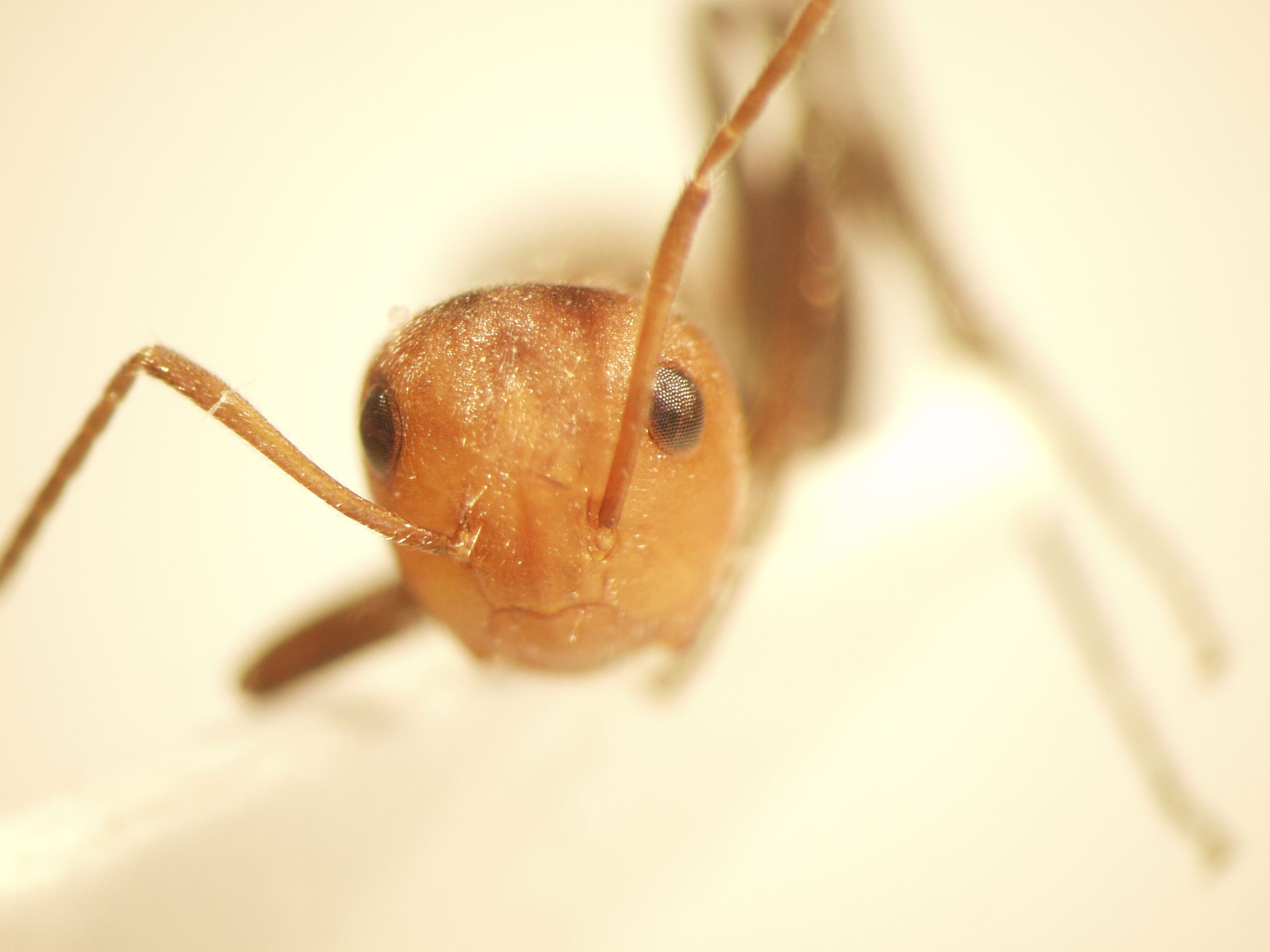 Camponotus 54 frontal