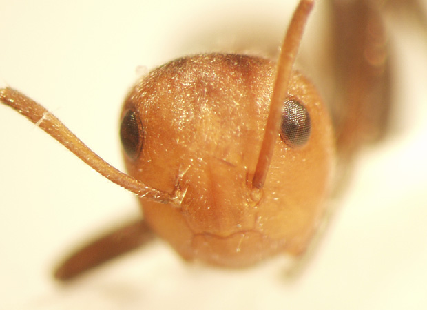 Camponotus 54 frontal