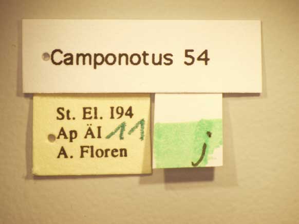 Camponotus 54 Label