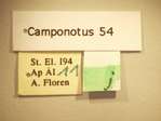 Camponotus 54 Label