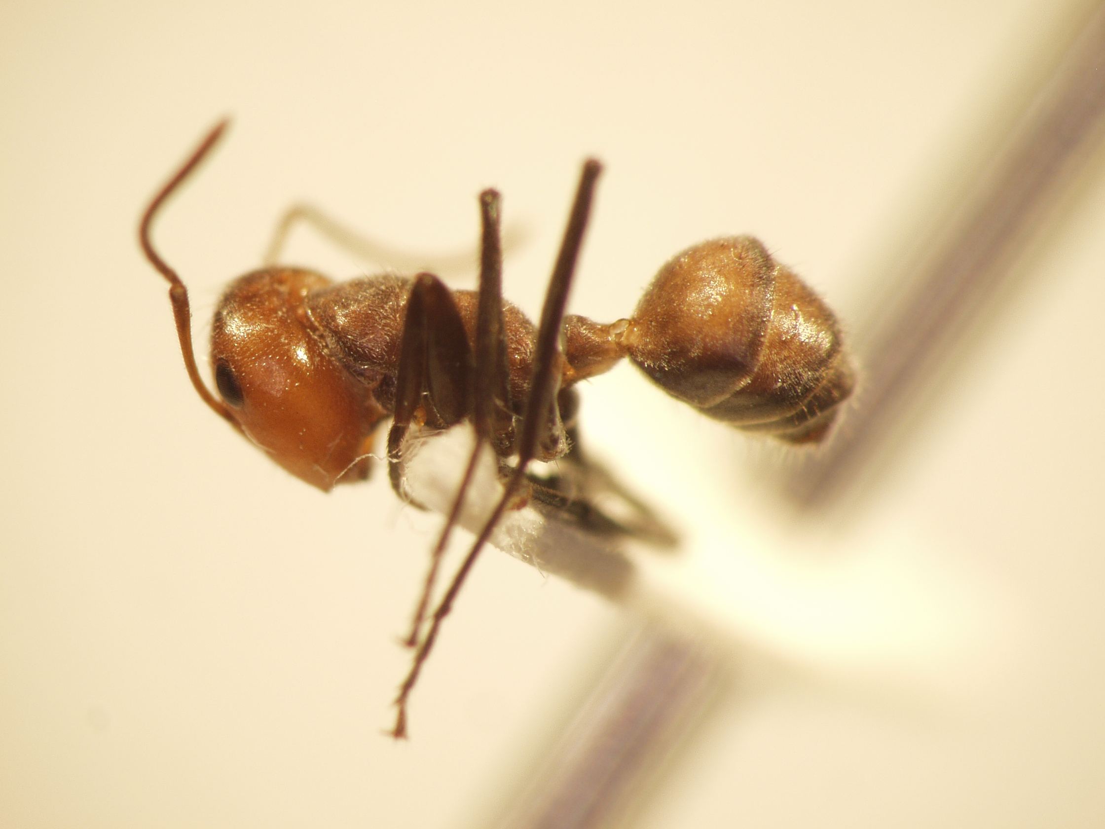 Camponotus 54 lateral