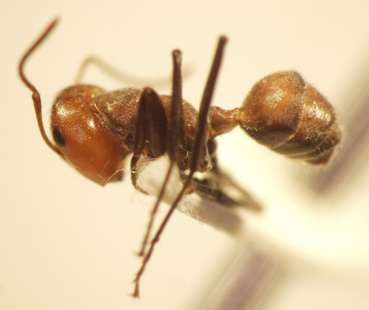 Camponotus 54 lateral