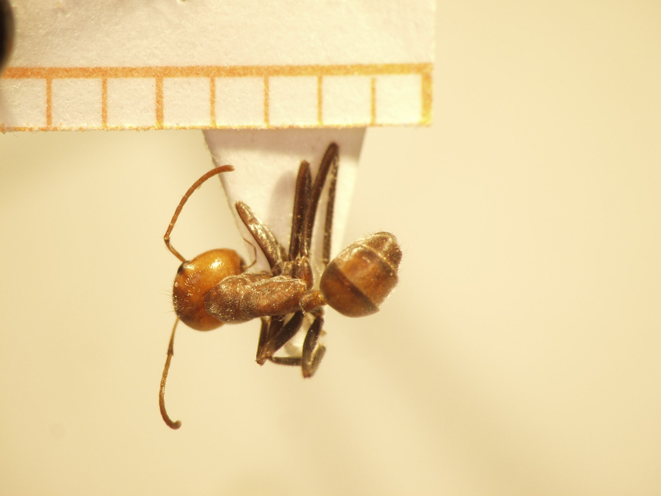 Camponotus 54 dorsal