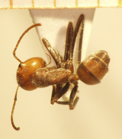 Camponotus 54 dorsal