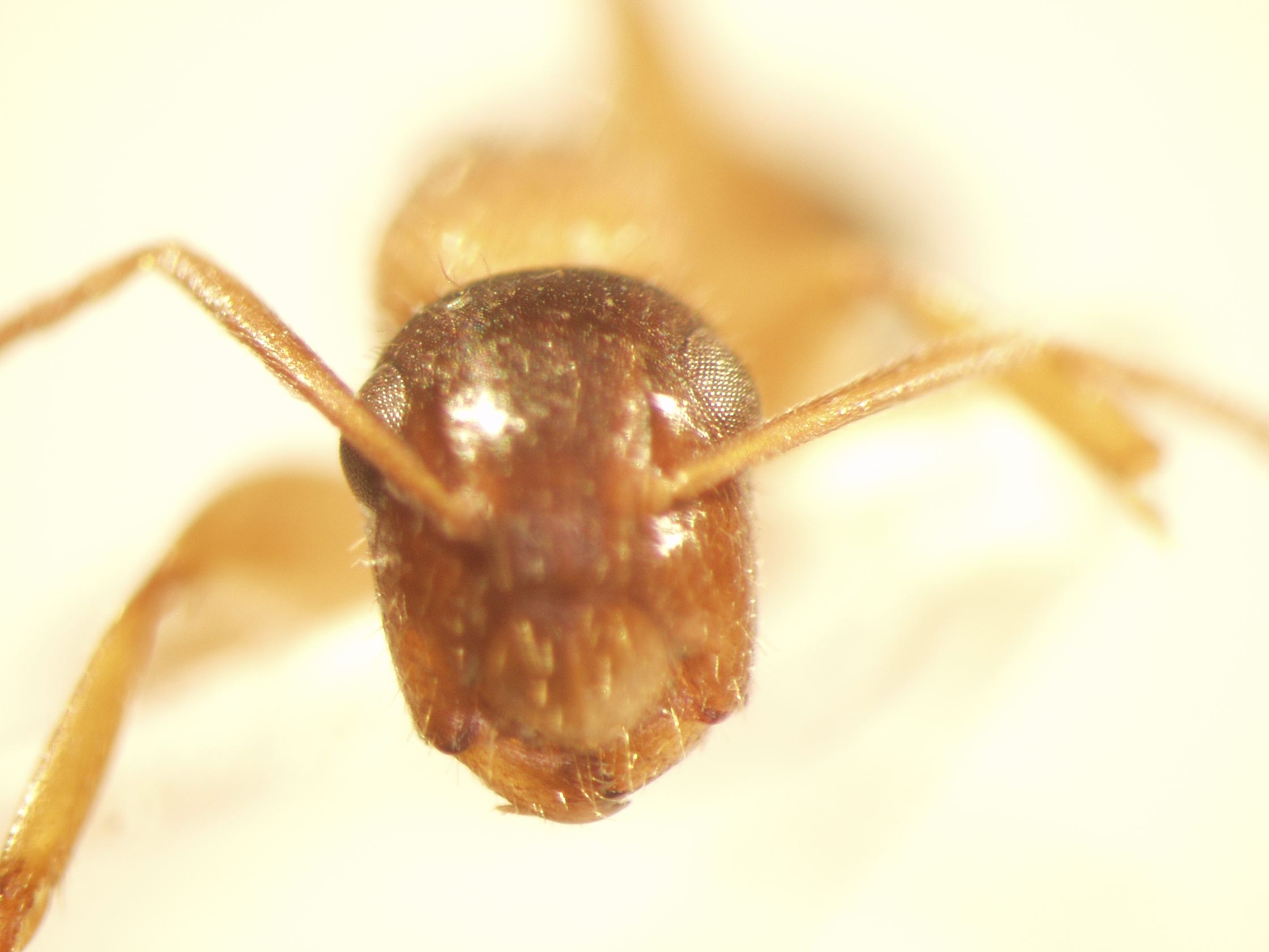 Camponotus 55 frontal