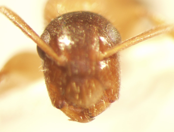 Camponotus 55 frontal