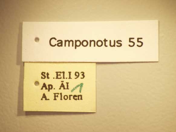 Camponotus 55 Label