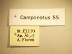 Camponotus 55 Label